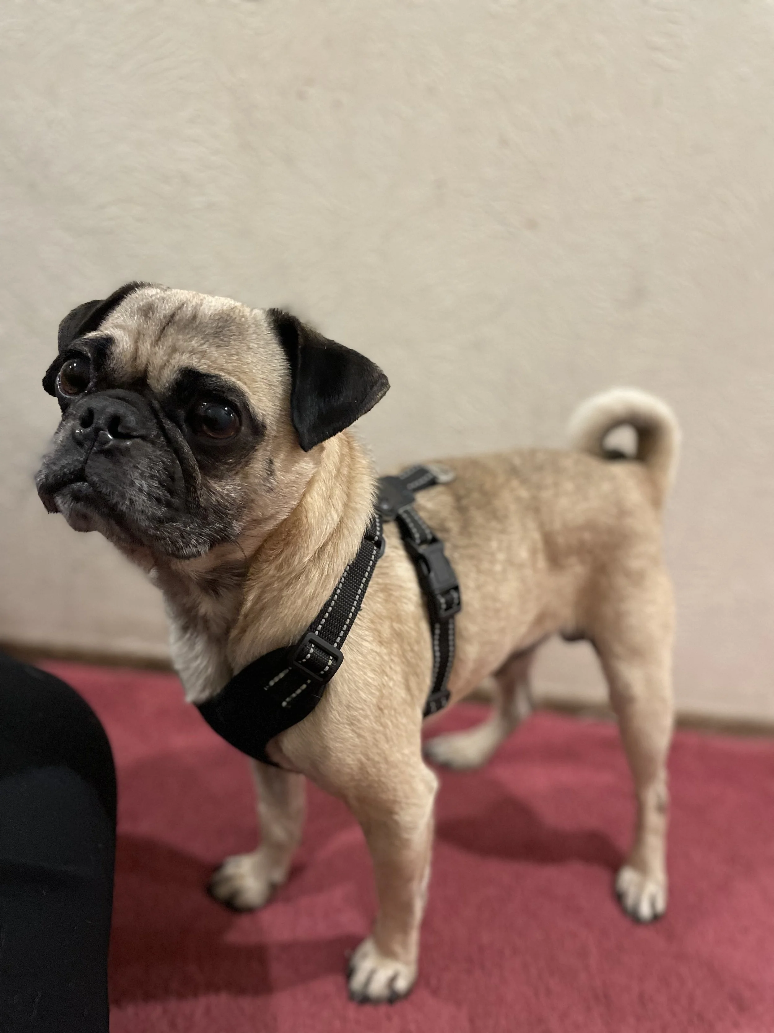Brindle — Available Pugs | Adopt a Pug Now — DFW Pug Rescue